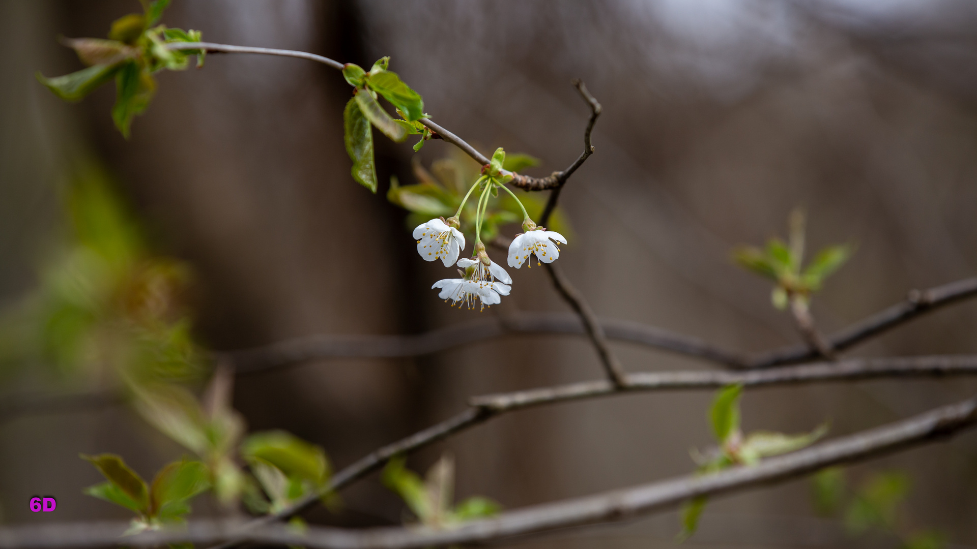 Frühling am Baggersee Grötzingen