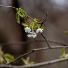 Frühling am Baggersee Grötzingen