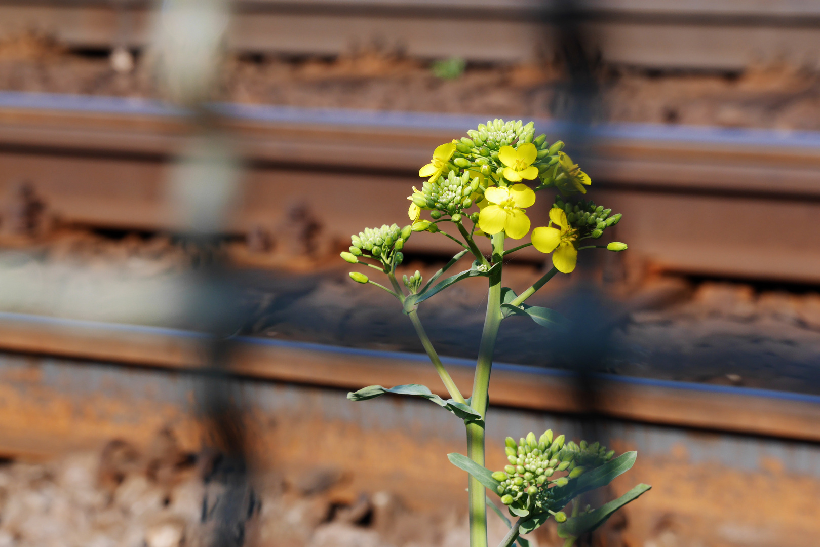 Frühling am Bahndamm