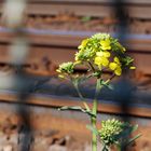 Frühling am Bahndamm