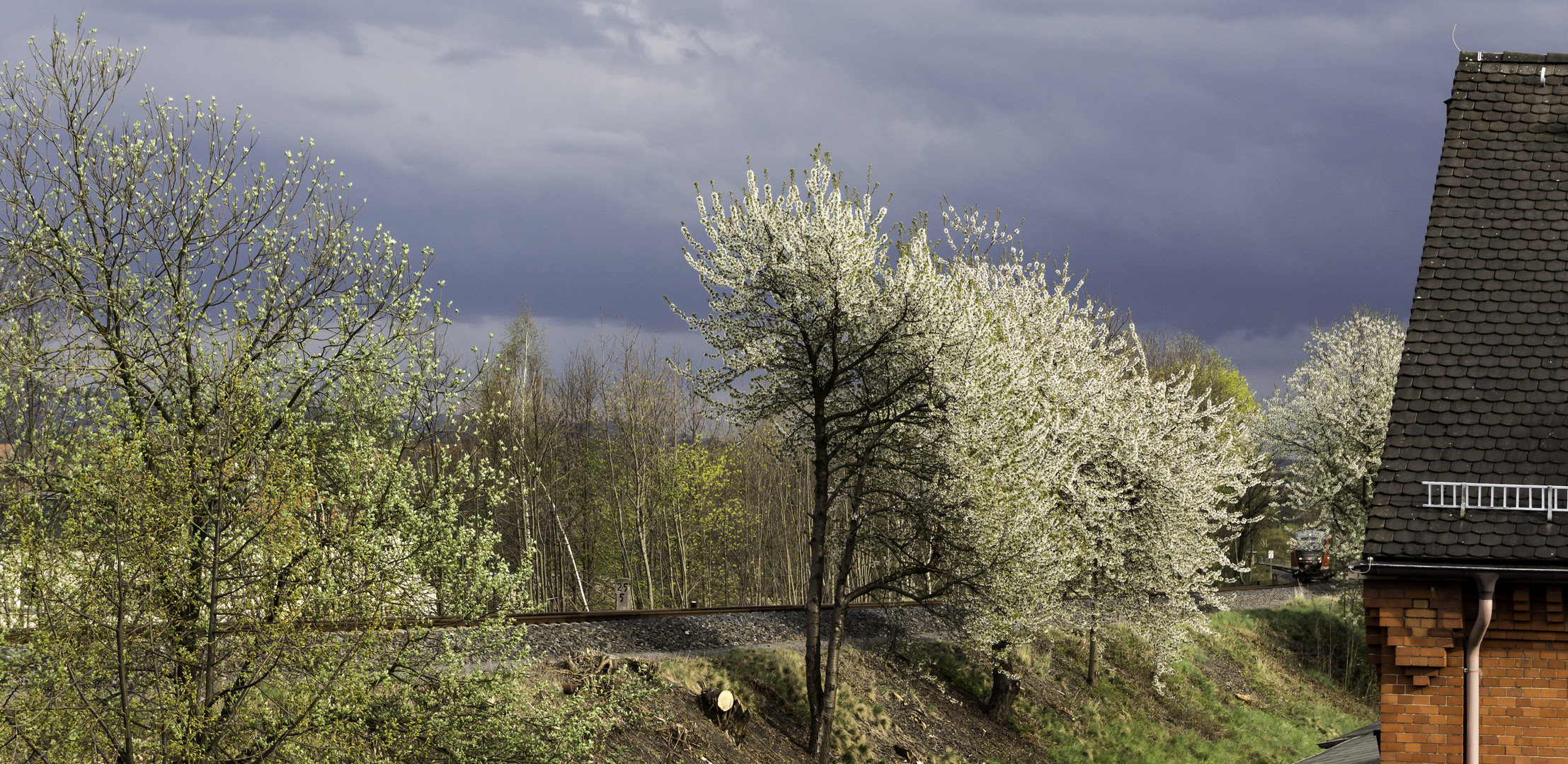 Frühling am Bahndamm...