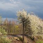 Frühling am Bahndamm...