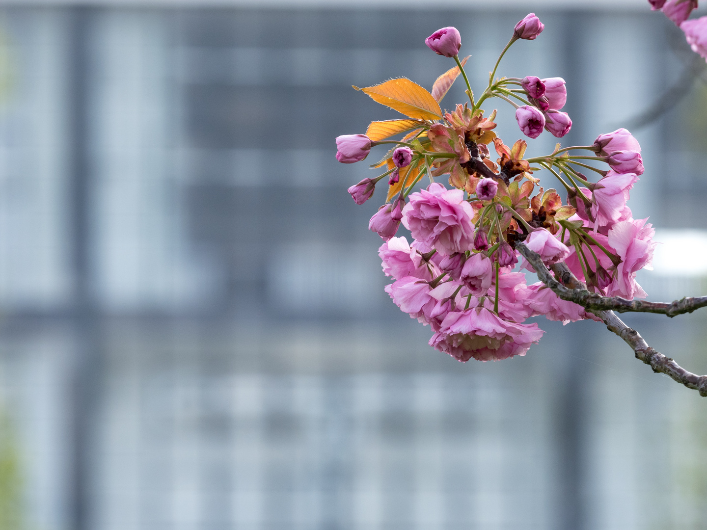 Frühling am Bauhaus