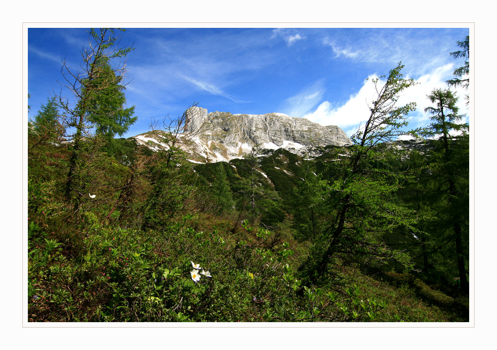 Frühling am Berg