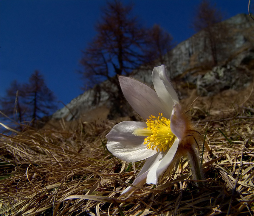 Frühling am Berg