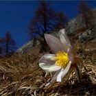 Frühling am Berg