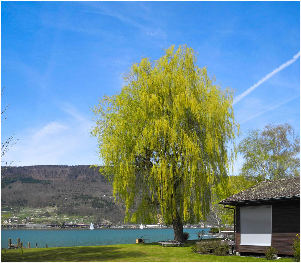 Frühling am Bielersee