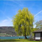 Frühling am Bielersee