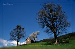 Frühling am Birnberg