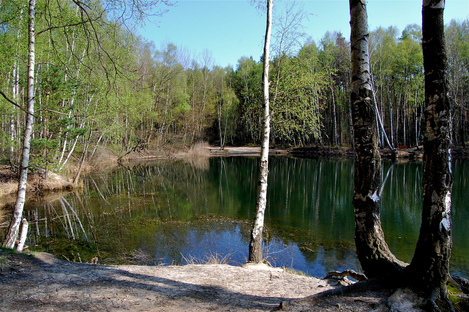 Frühling am Blauen See in Schmannewitz, Dahlener Heide (1) Foto & Bild