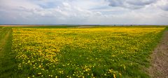 Frühling am Bodden