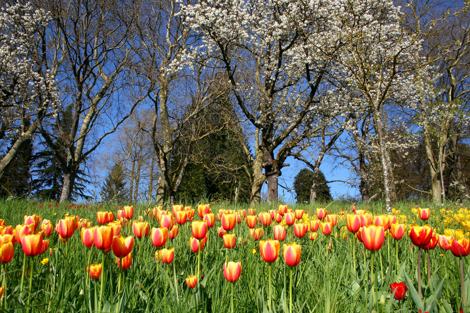 Frühling am Boden und in der Höhe