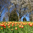 Frühling am Boden und in der Höhe