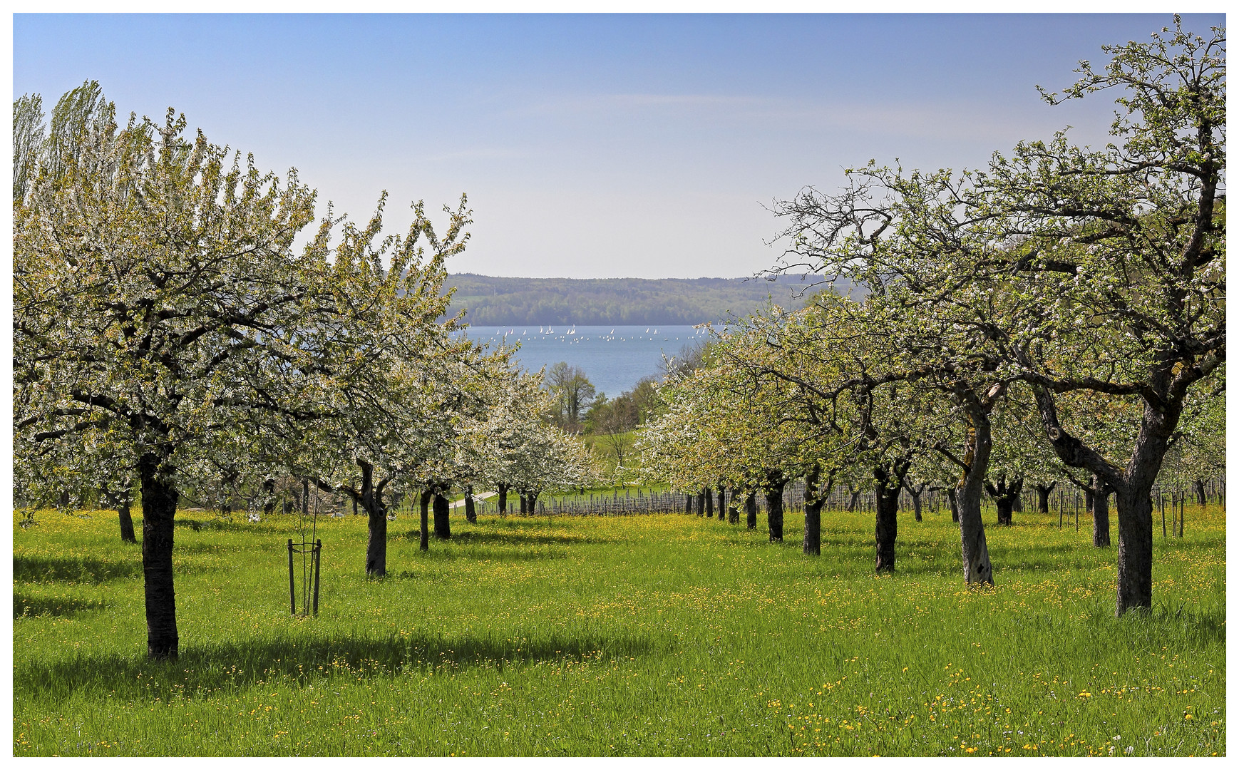 Frühling am Bodensee