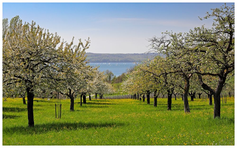 Frühling am Bodensee