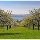 Frühling am Bodensee