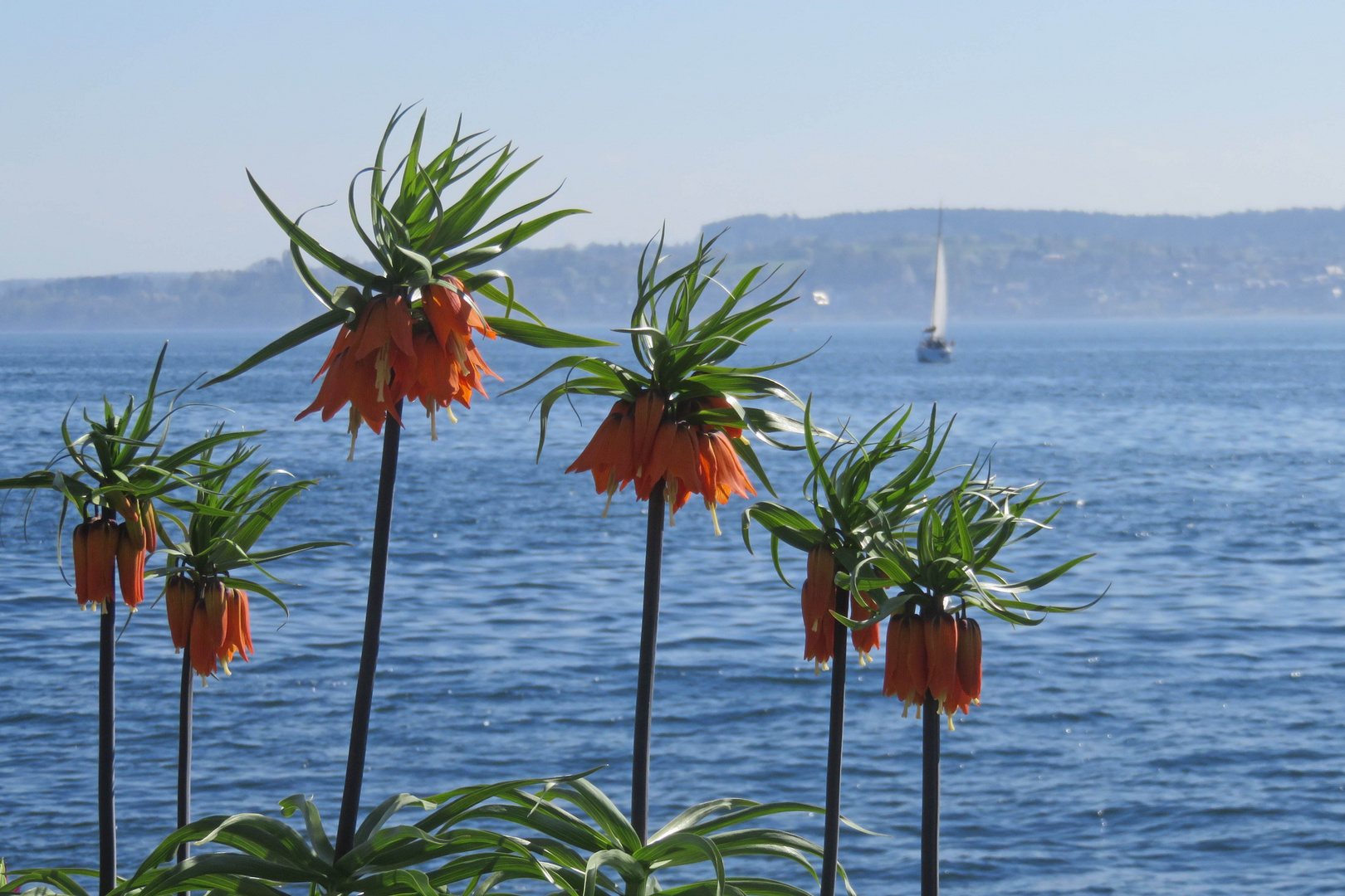 Frühling am Bodensee ...