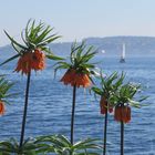 Frühling am Bodensee ...