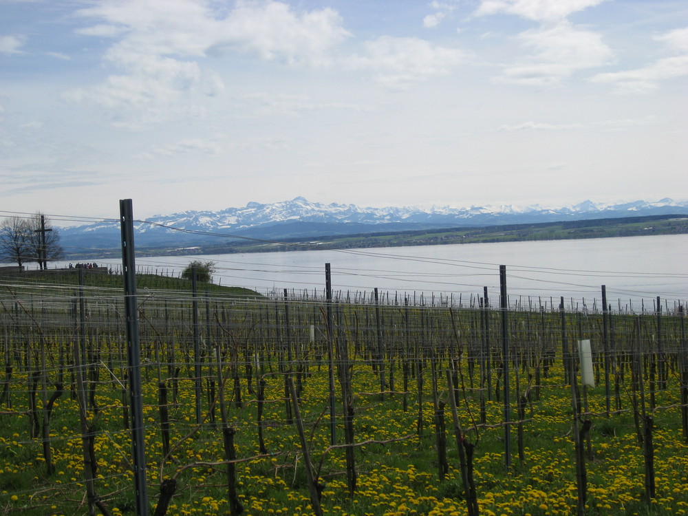 Frühling am Bodensee