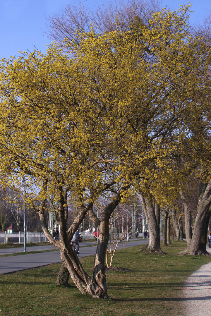 ...Frühling am Bodensee