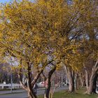 ...Frühling am Bodensee