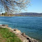 Frühling am Bodensee