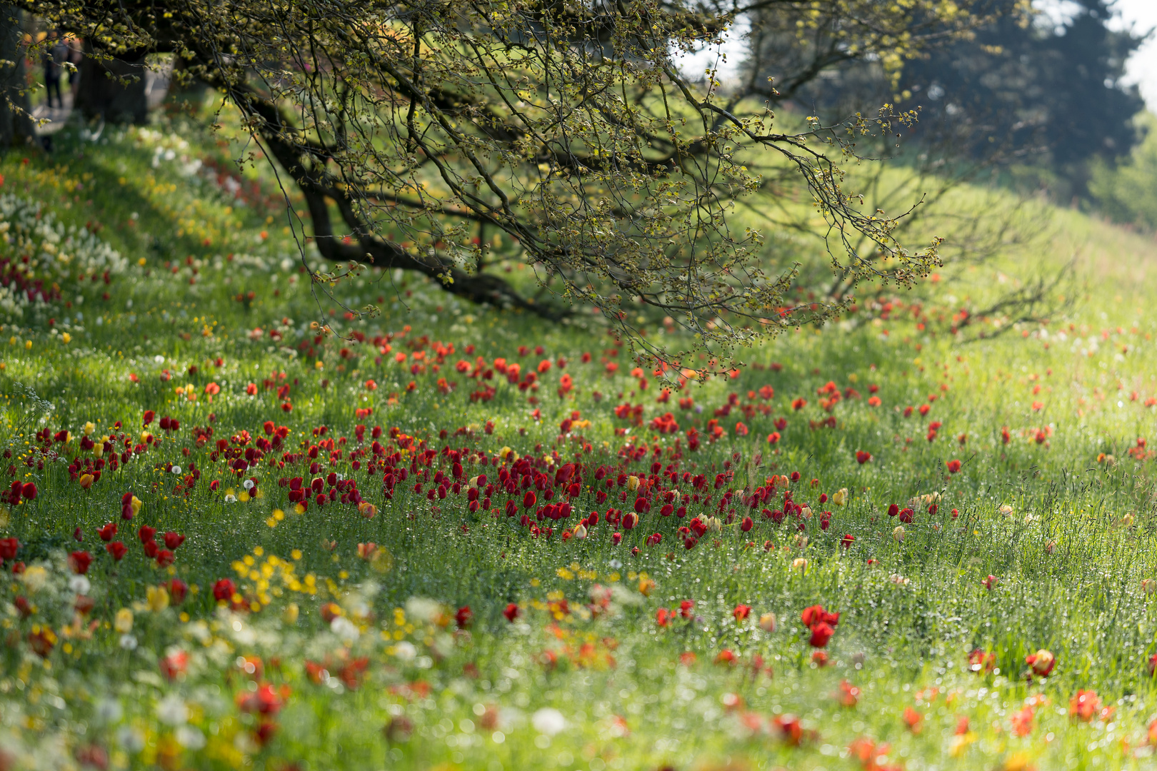 Frühling am Bodensee