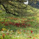 Frühling am Bodensee