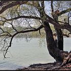 Frühling am Bodensee