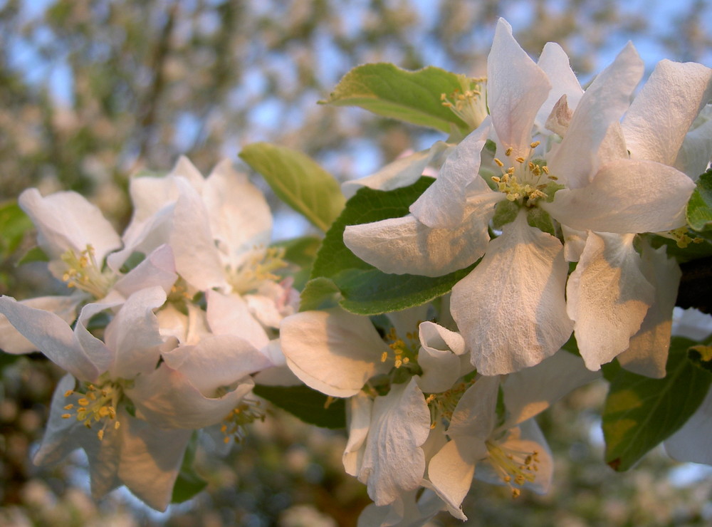 Frühling am Bodensee