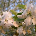 Frühling am Bodensee