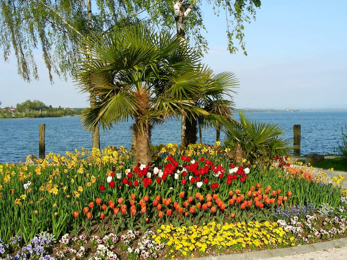 Frühling am Bodensee