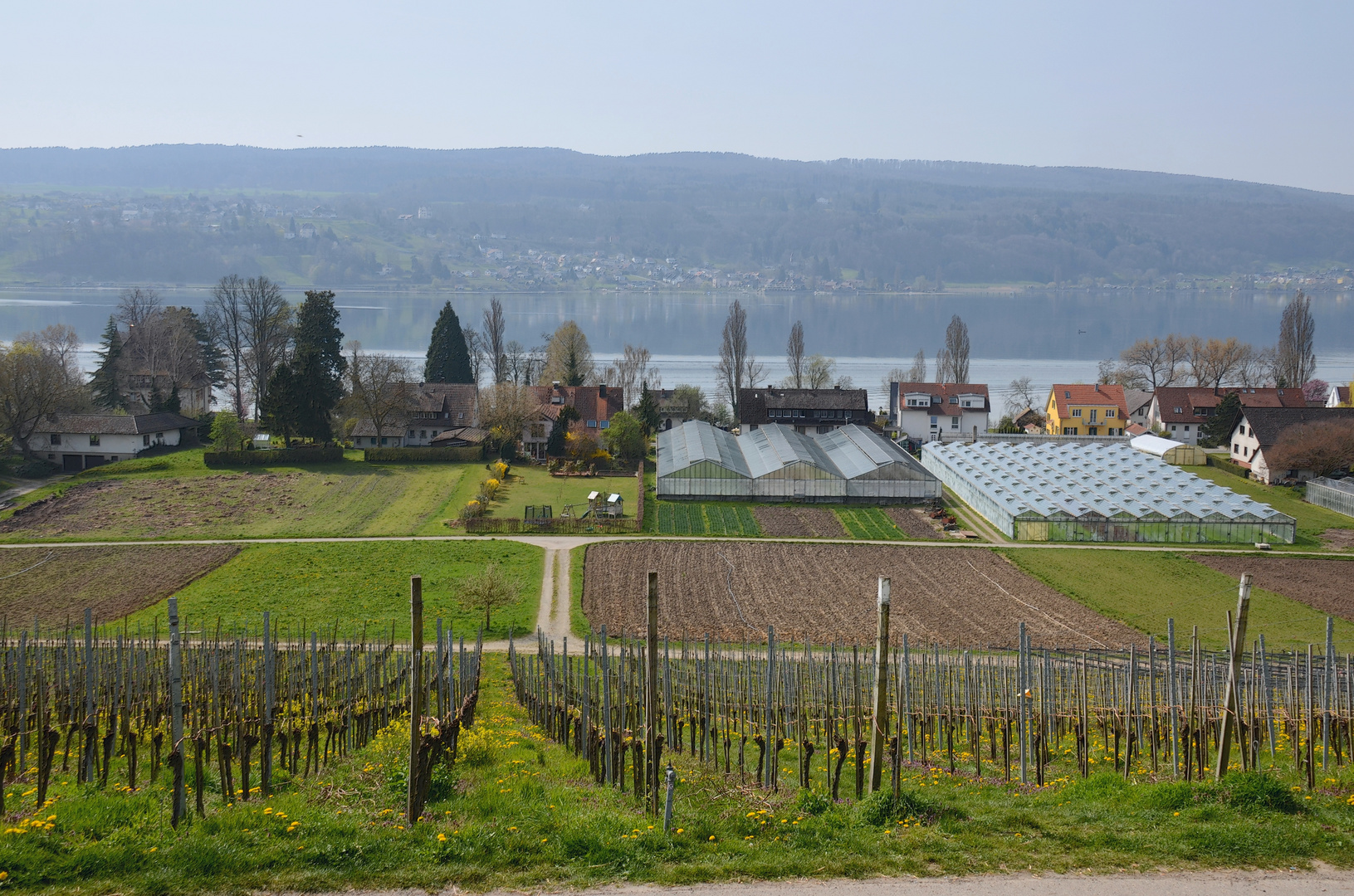 Frühling am Bodensee. 