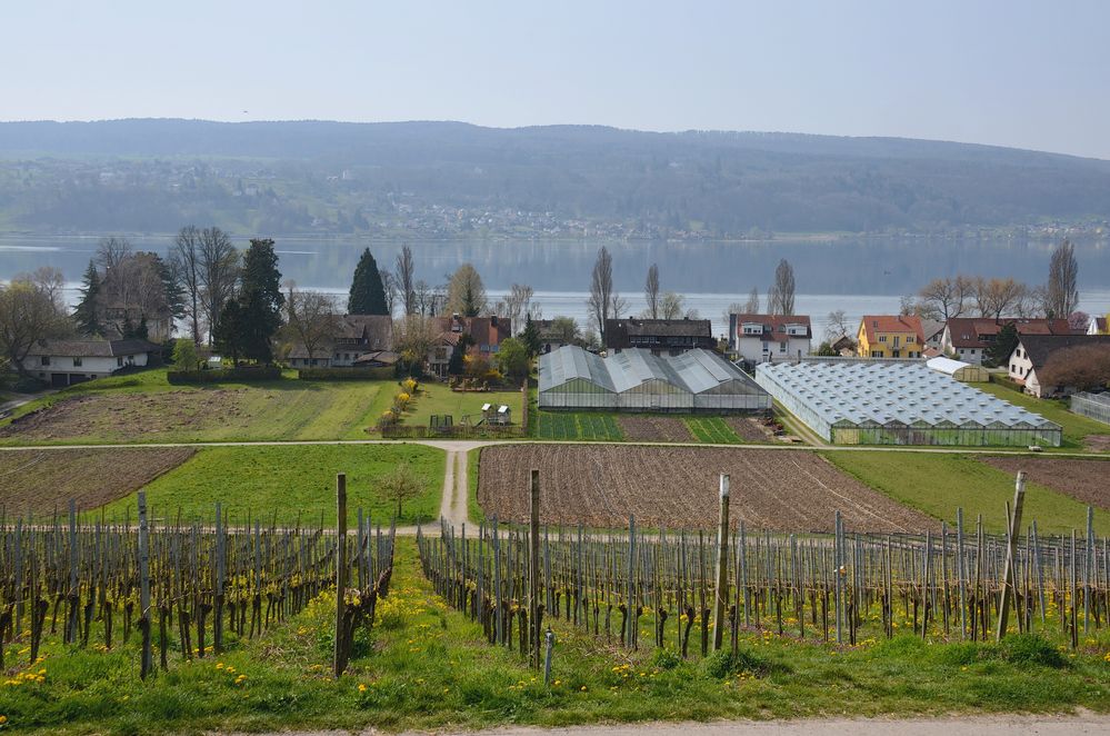 Frühling am Bodensee. 