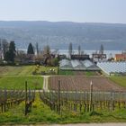 Frühling am Bodensee. 