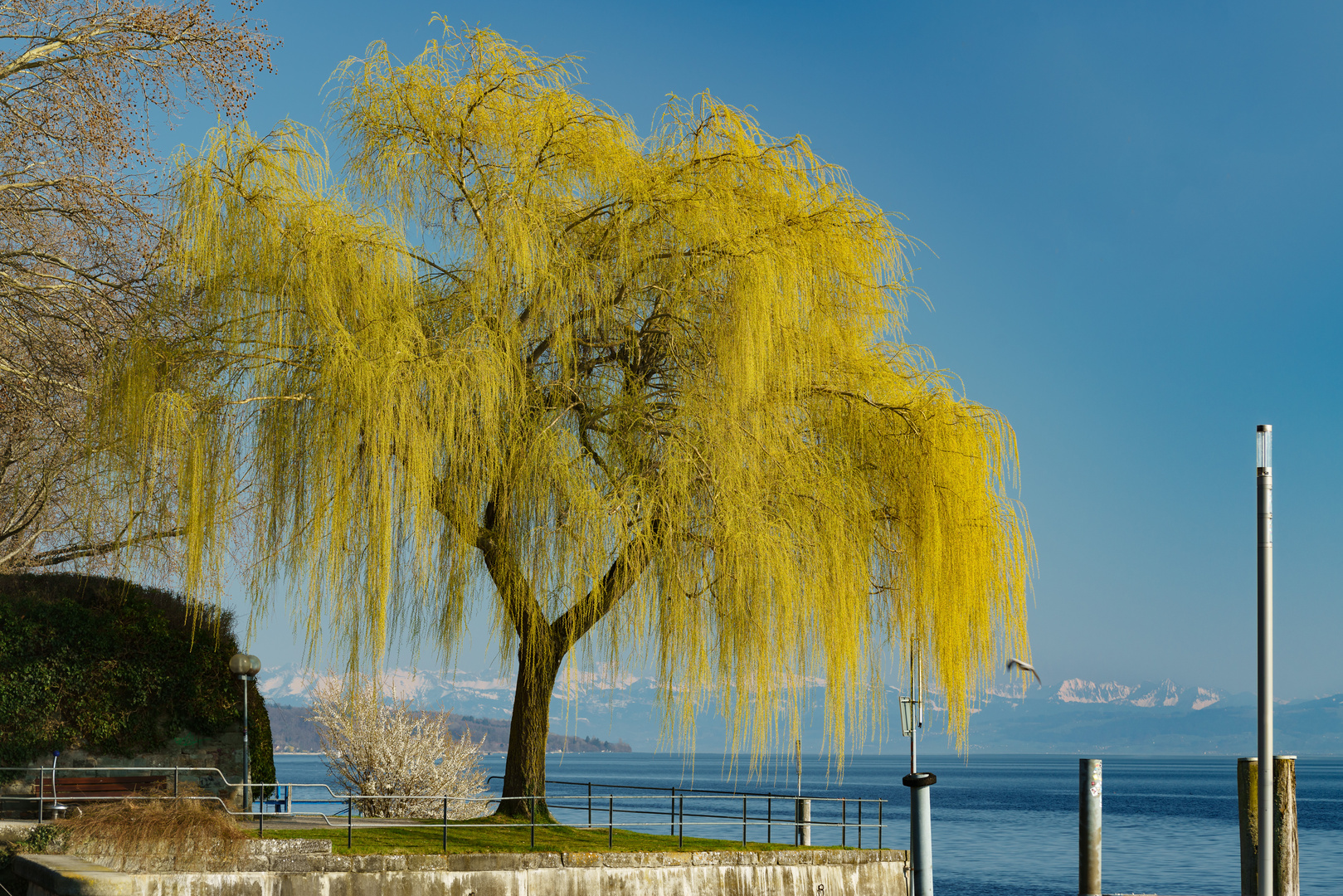 Frühling am Bodensee