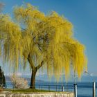 Frühling am Bodensee