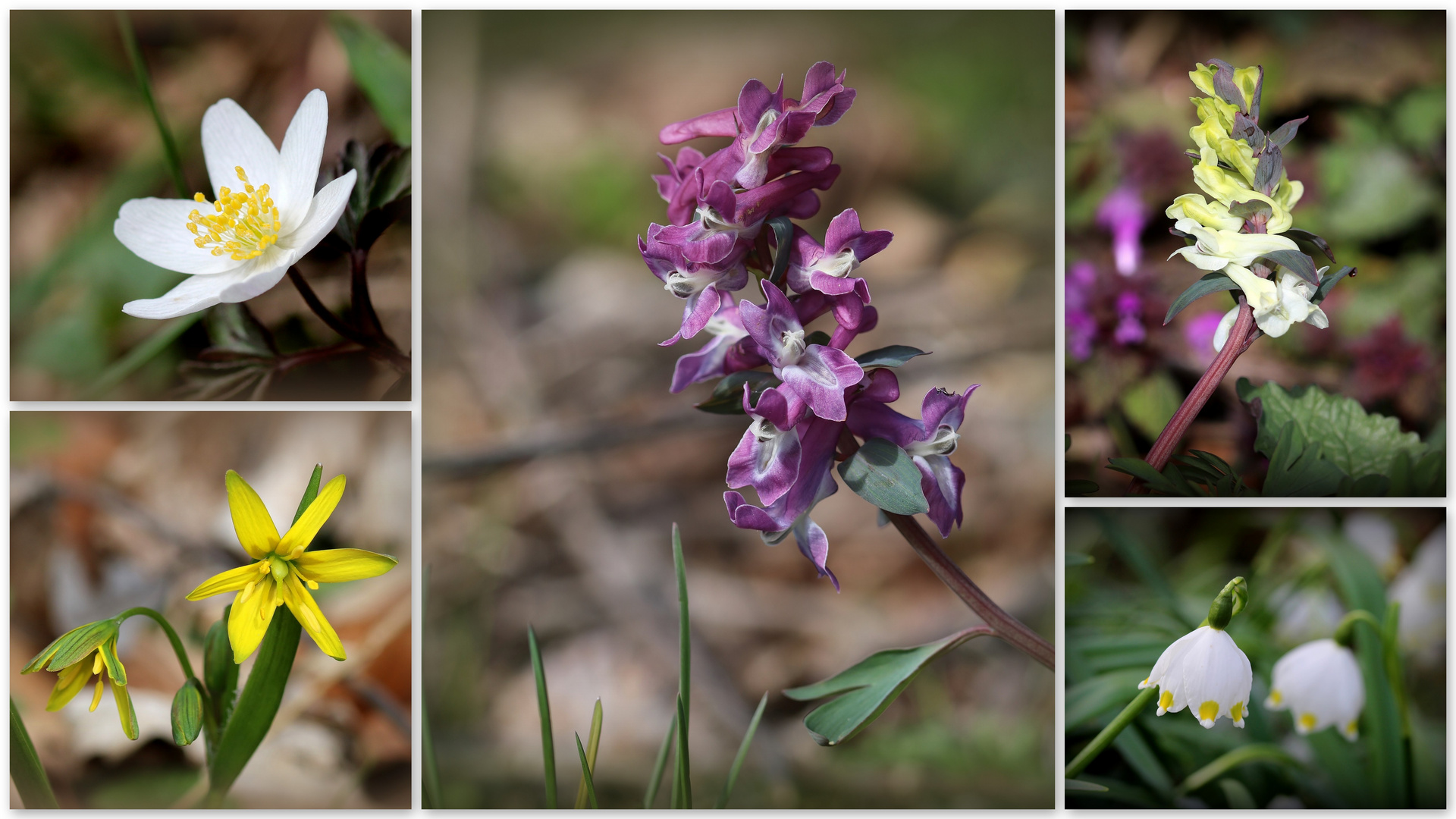 Frühling am Boßlergipfel