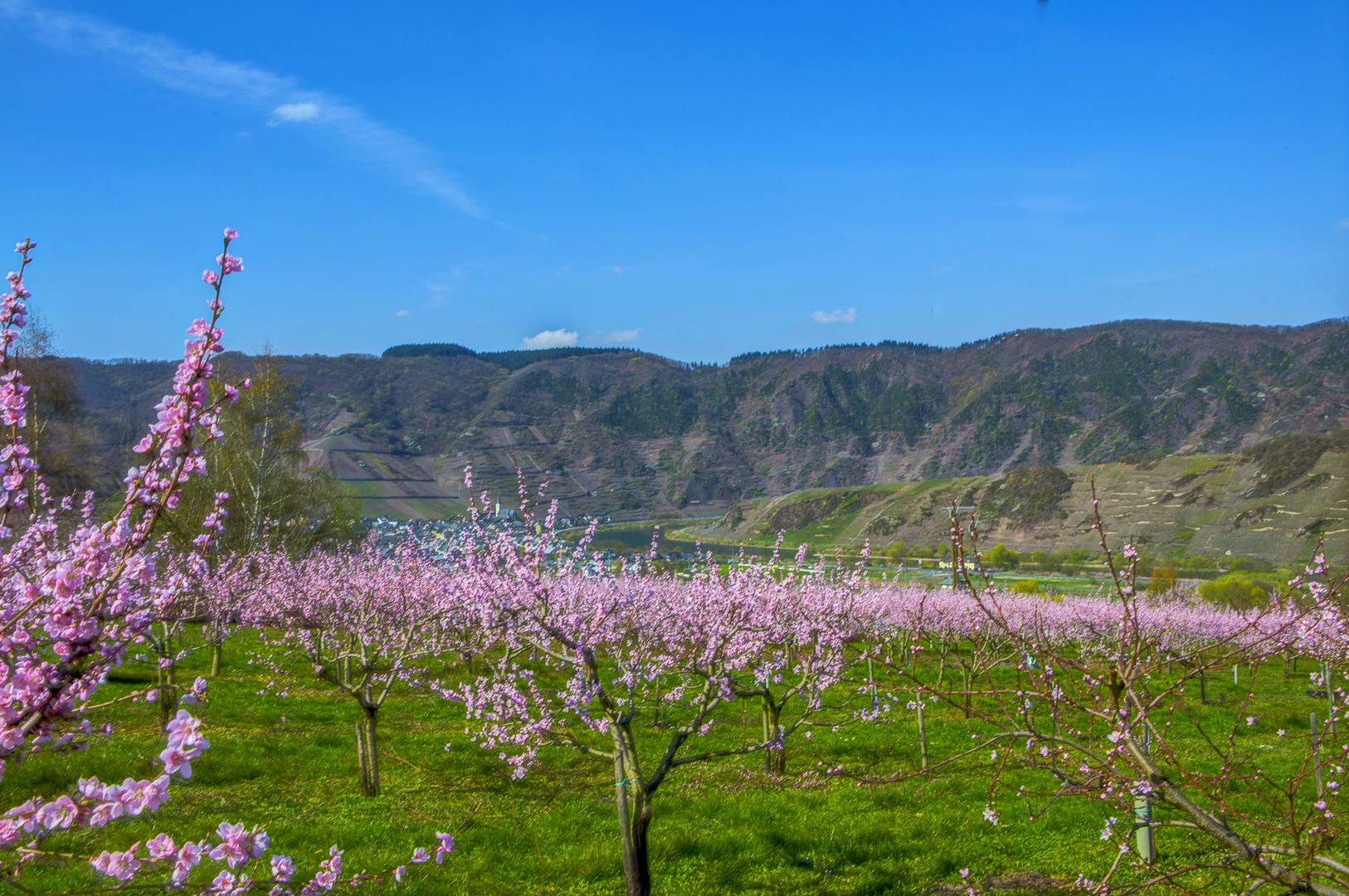 Frühling am Calmont Bremm