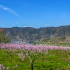 Frühling am Calmont Bremm