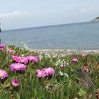 Frühling am Cap Corse (auch in 3D)