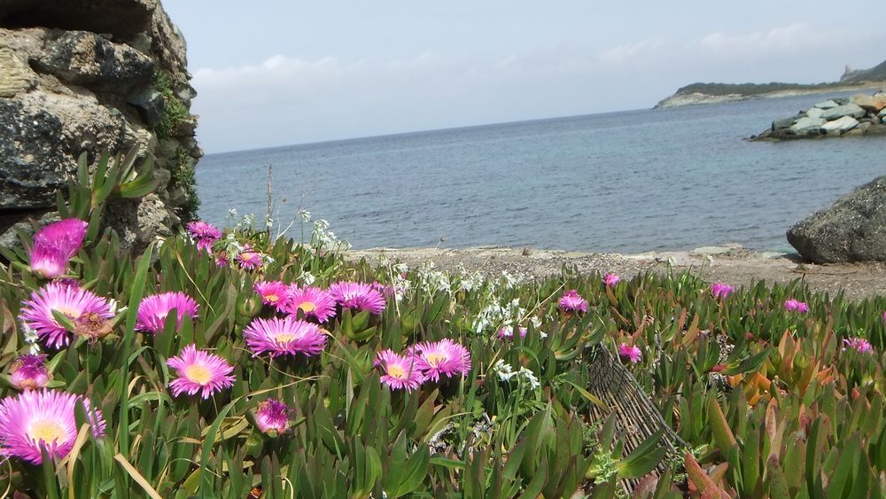 Frühling am Cap Corse (auch in 3D)