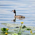 Frühling am Chiemsee