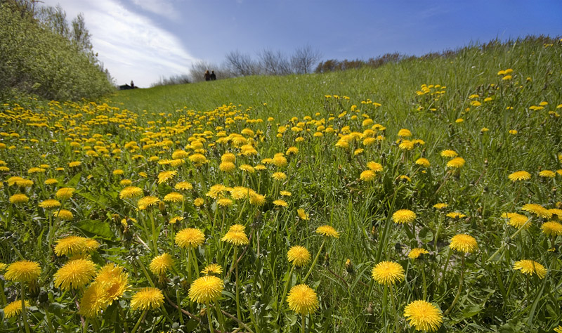 Frühling am Deich