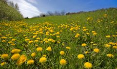 Frühling am Deich