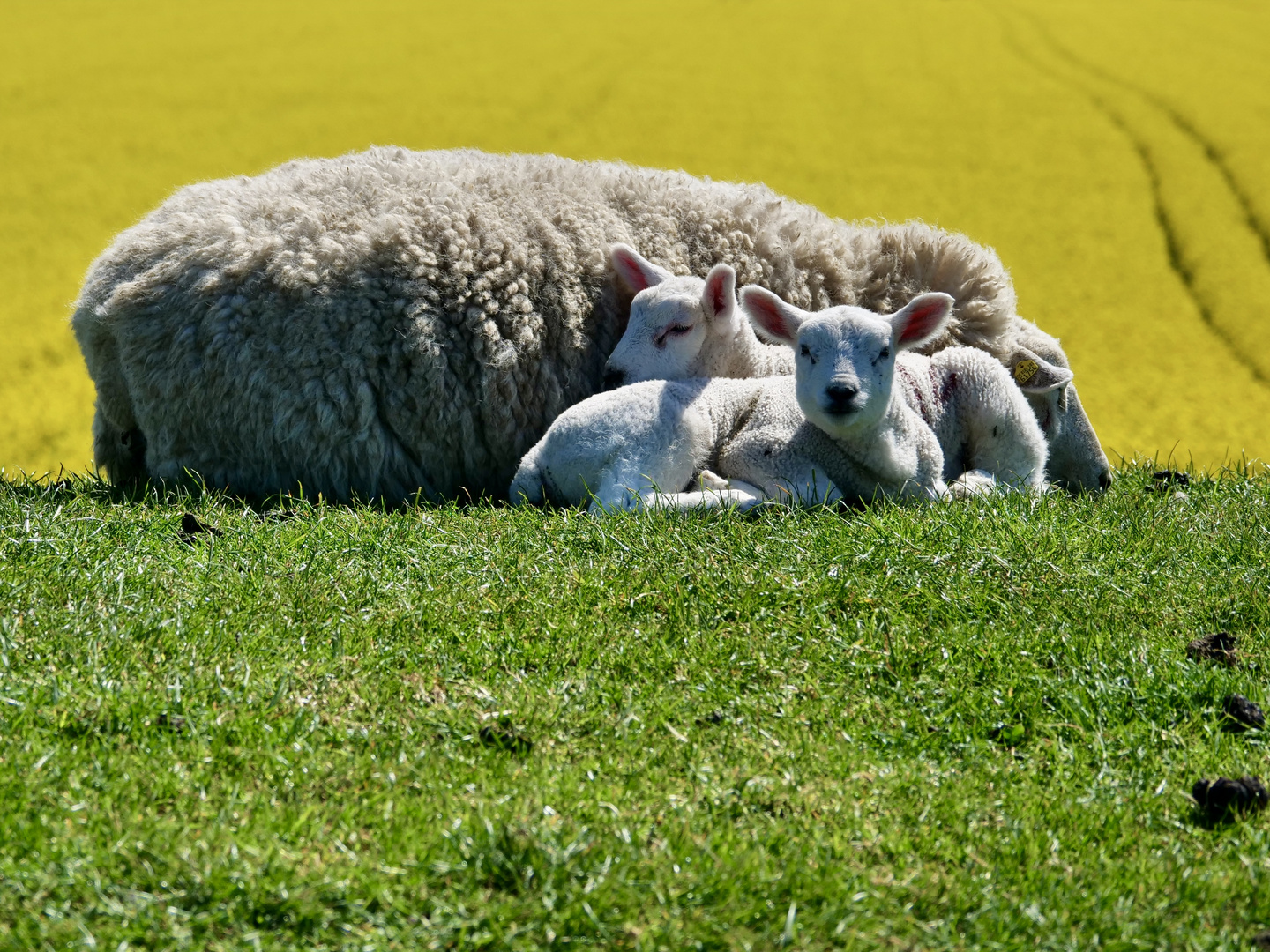 Frühling am Deich