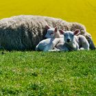 Frühling am Deich