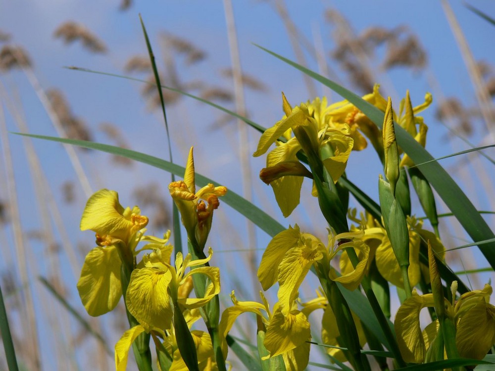 Frühling am Dörpsee