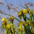 Frühling am Dörpsee