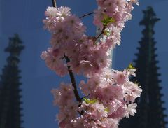 Frühling am Dom